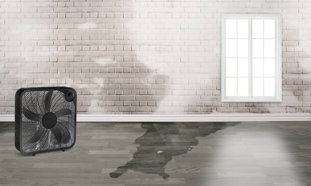 Best Carpet water damage restoration  in Burlington, WI
